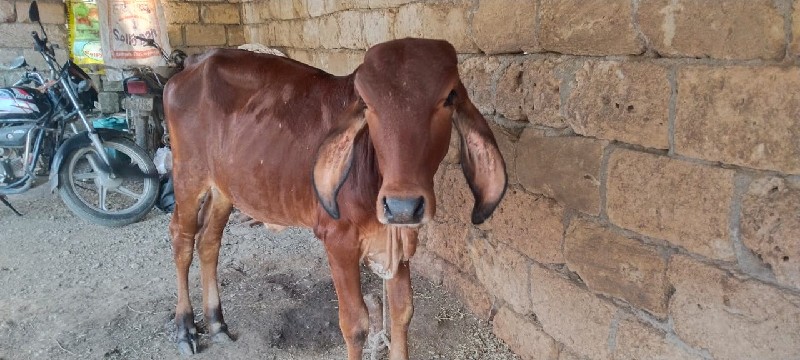 વાસડી વેશવાની છ...