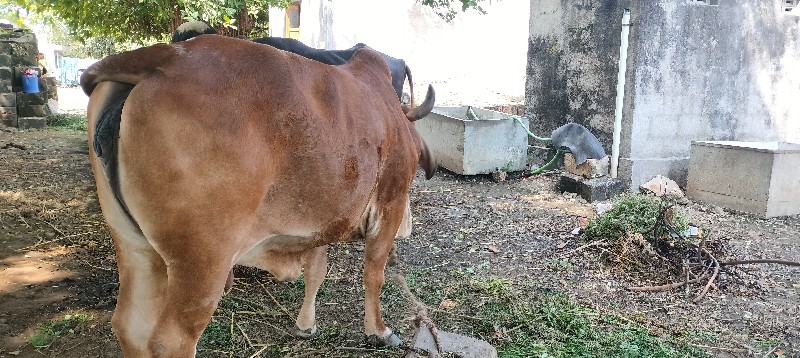 ગાય વેસ્આ
વીસવા...