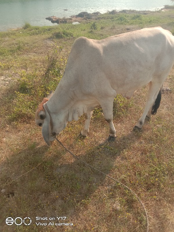 ગોઢલો લેવા નો છ...