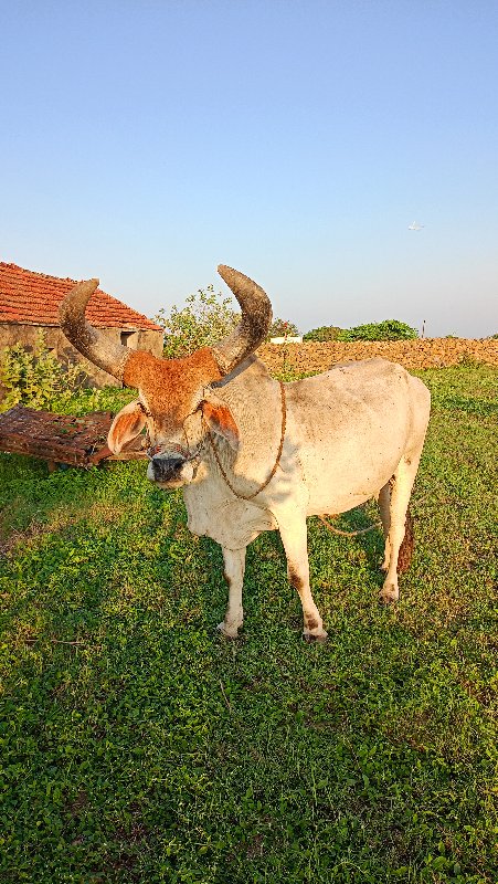 બળદ વેચવાના છે