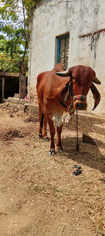 ગીર વાછડી