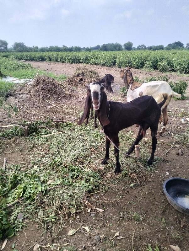 બગસરા