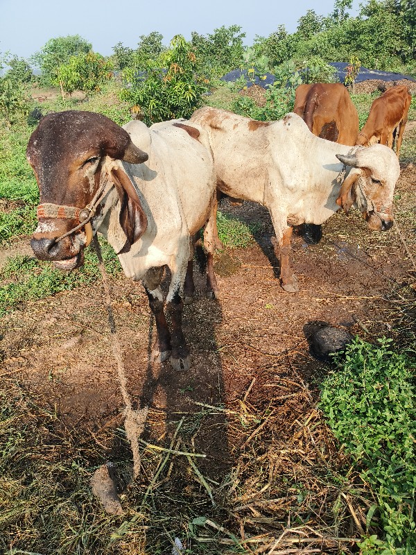 ગોઢલા વેચવાના છ...