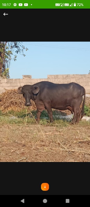 બે ભેસુ વેચવાની...