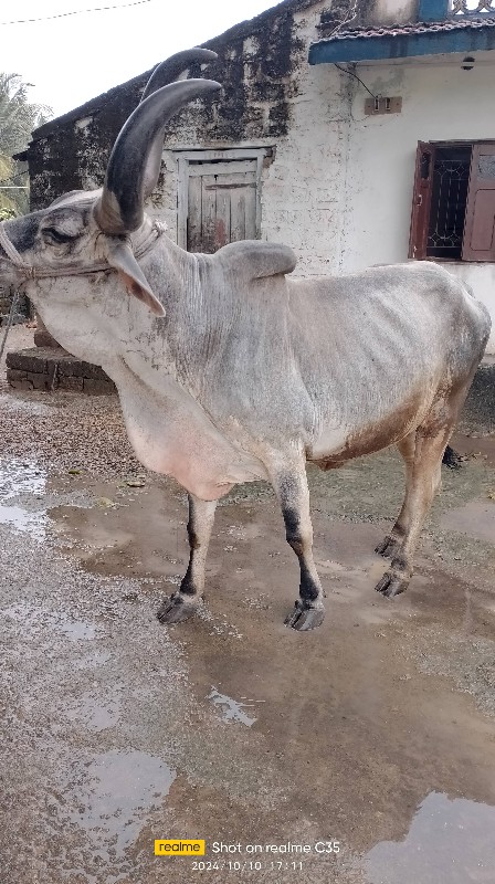 બળદ વેચવાનો સે