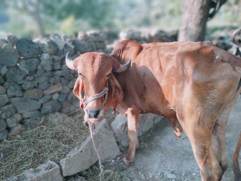 ગોઢલા