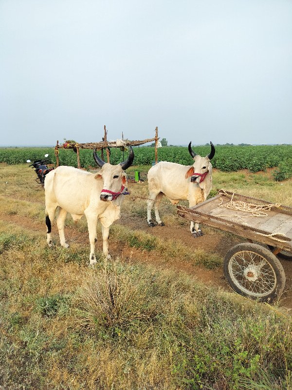 ગોઢલા વેચવાના છ...