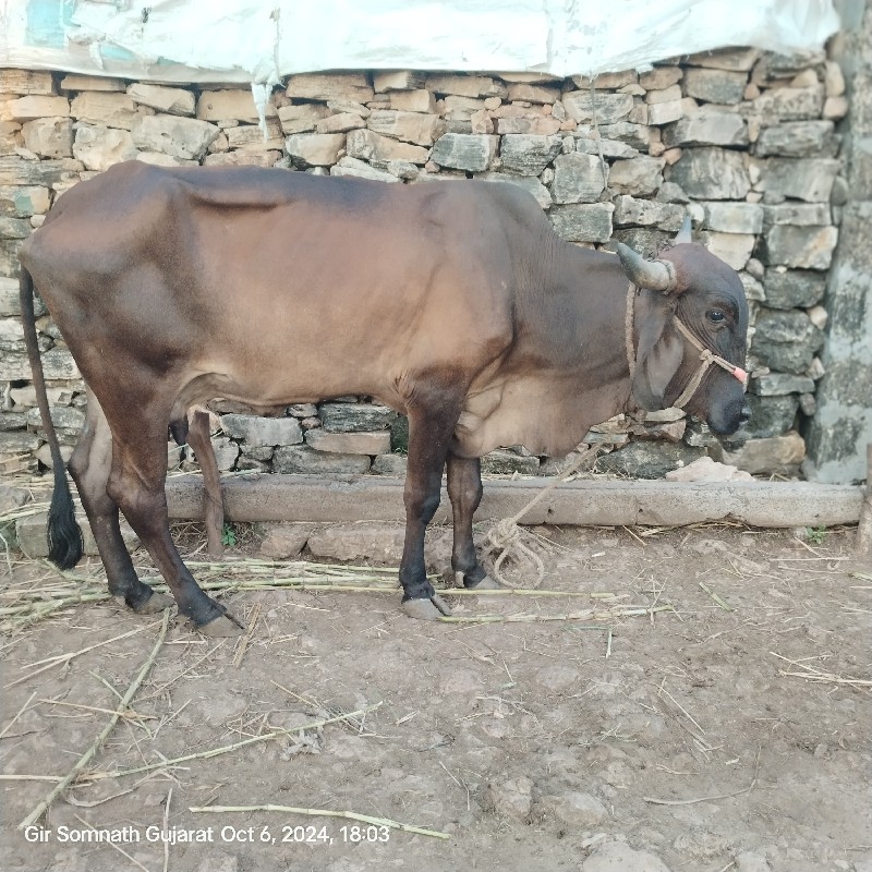 ગીર ક્રોસ ગાય