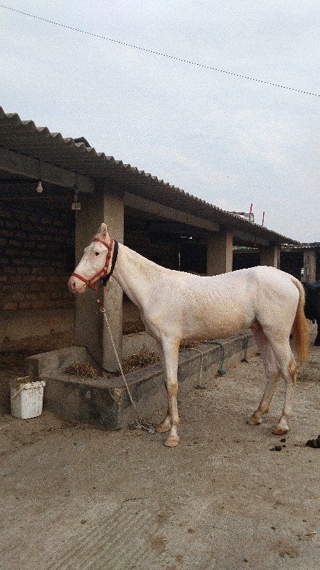 વસેરો ઘોડો દેવા...