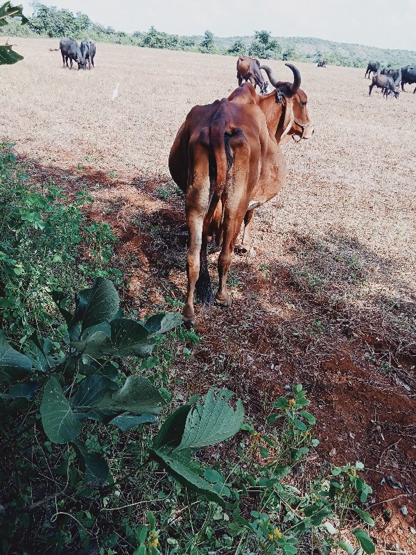 આ ગાય વેસવાનિ છ...