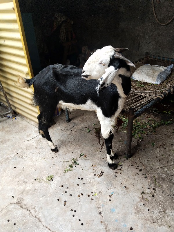 bakra