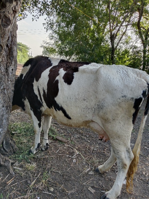 ભિડભજન સેરી