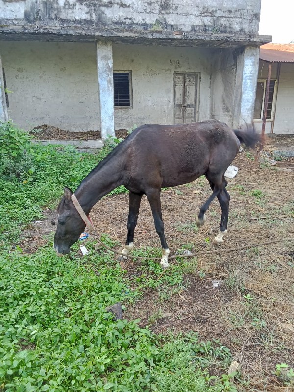 વસેરો