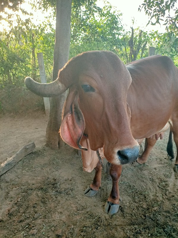 ગીર ગાય વેચવાની...