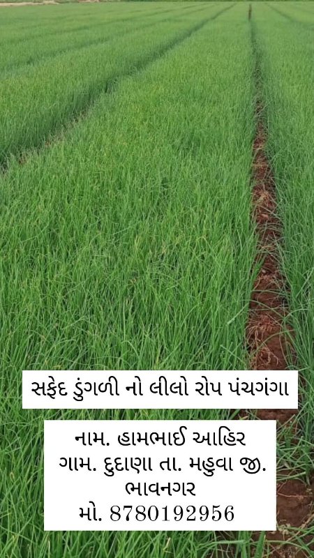 ડુંગળી નો રોપ ત...