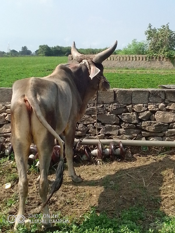 ગોધલો  વેચવાનો...