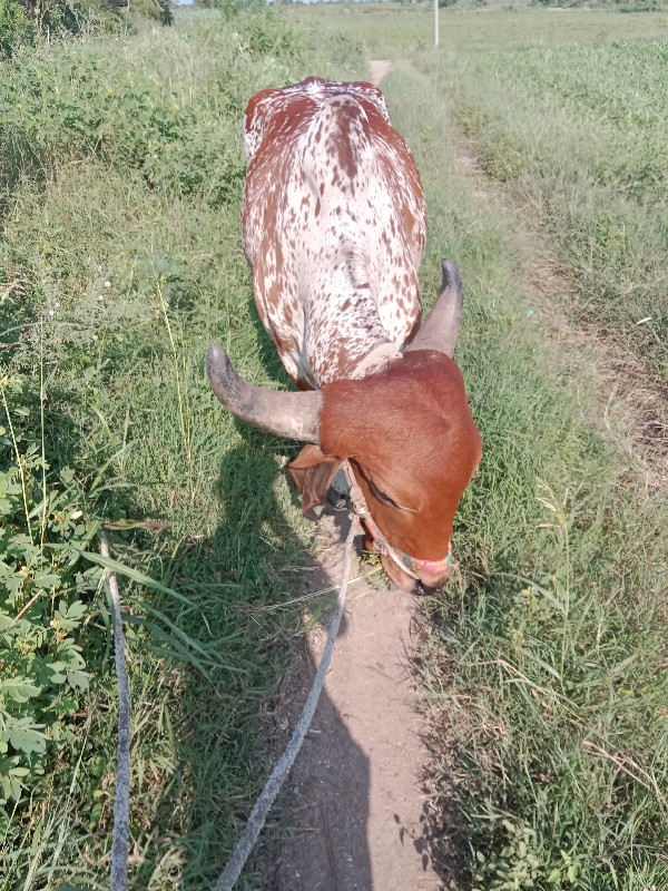 કાબરો ગોઢલો વેચ...