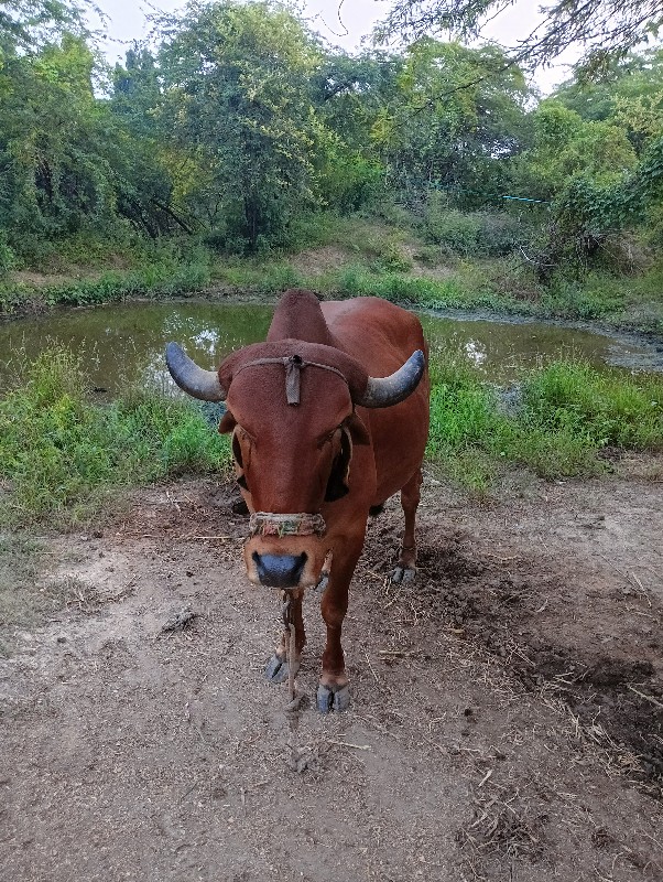 ગાય વેચવાની છે...