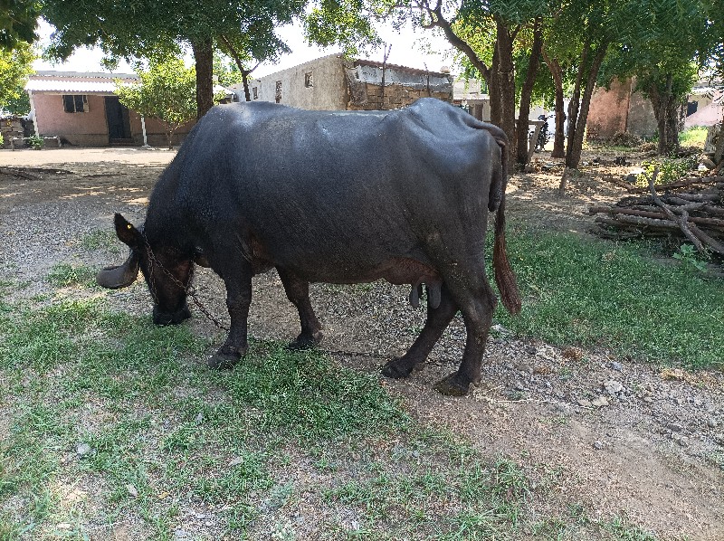 ભેસ વેચવાની છે...