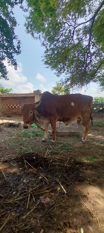 ગાય વેસ્આ
વીસવા...