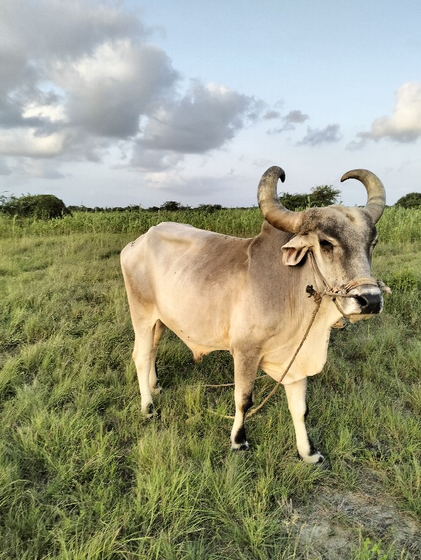 બળદ વેચવાના છે