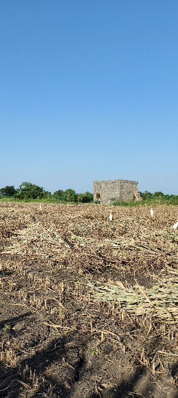 જુવાર