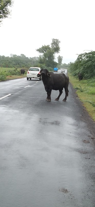 ભેંશ વેચવાની છે