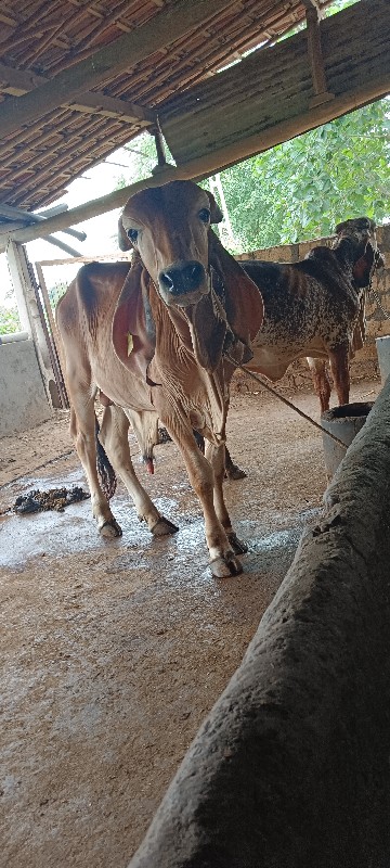 ગીર ખુટ વેચવાનો...