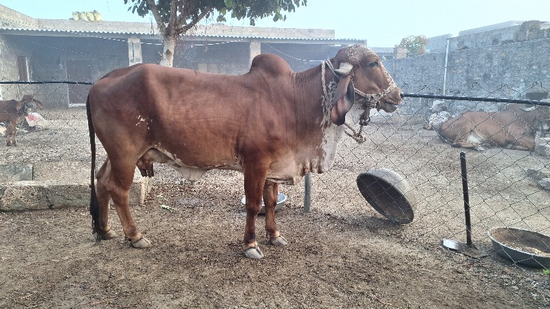 ગીર ગાય પેલું વ...