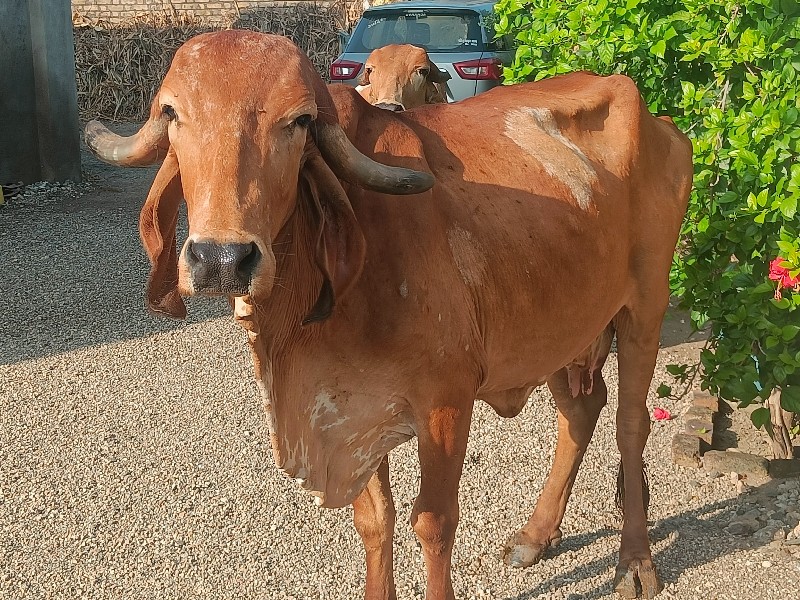 ગાય અને ઓડકી વે...