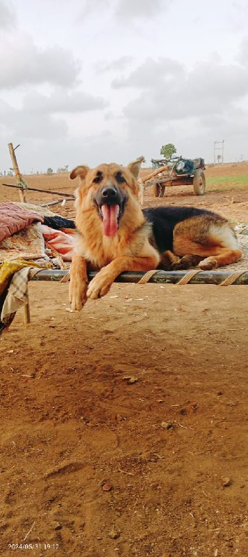 જમન સેફલ‌‌ કુતર...