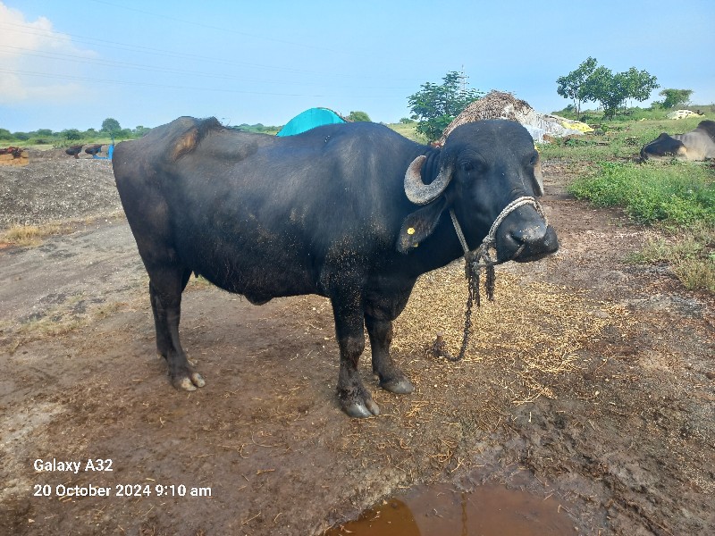 ભેંસ વેચવાની છે