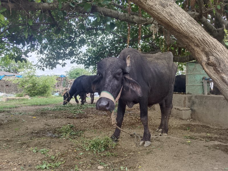 ભેંસ વેચવાની છે