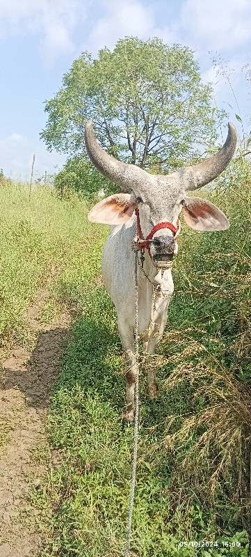 ફુલ જવાબદારી થી...