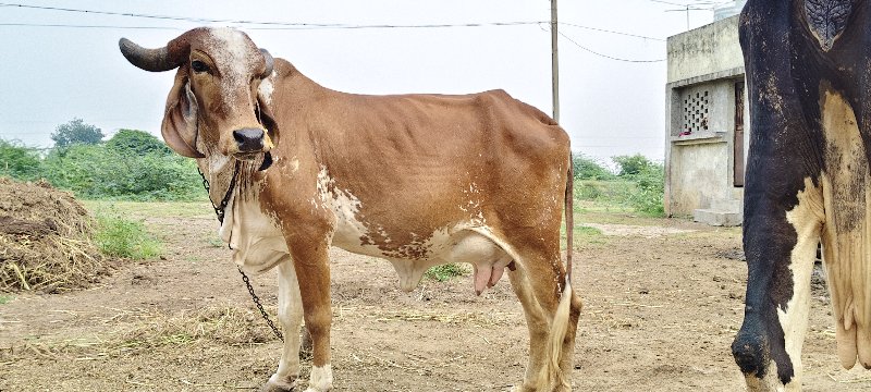 પ્યોર ગીર ગાય વ...