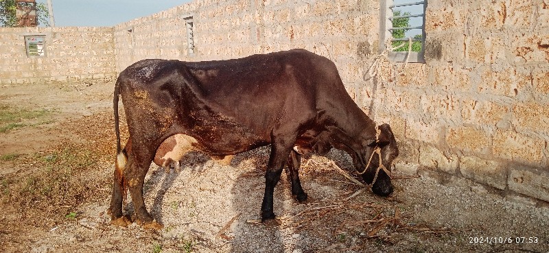 ગાય વેચવાની છે