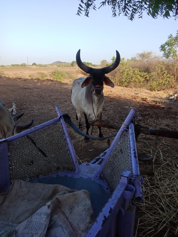 ગોડલો વેચવાનો છ...