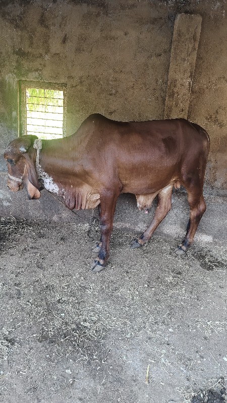 ખુટિયો વેચવા નો...