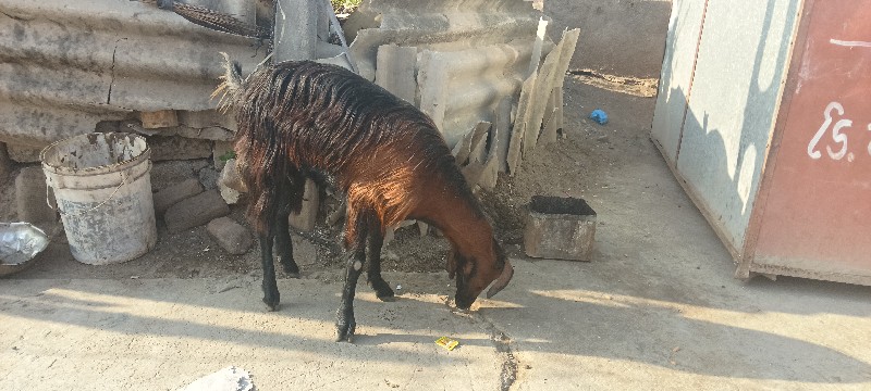 bakri