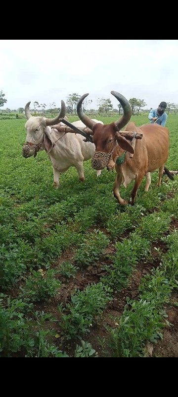 બરધવેચવાના છે