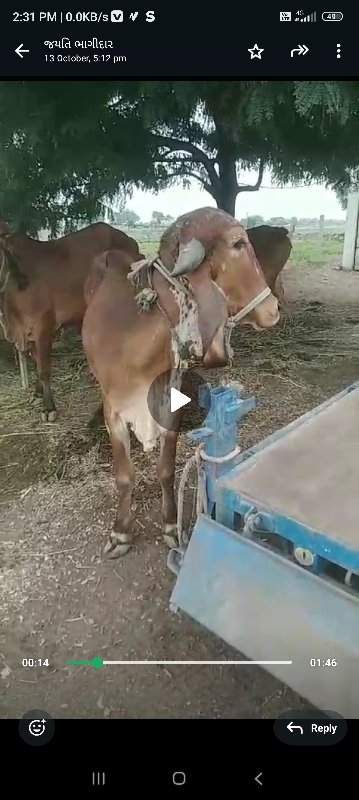 વાછડી દેવા ની છ...