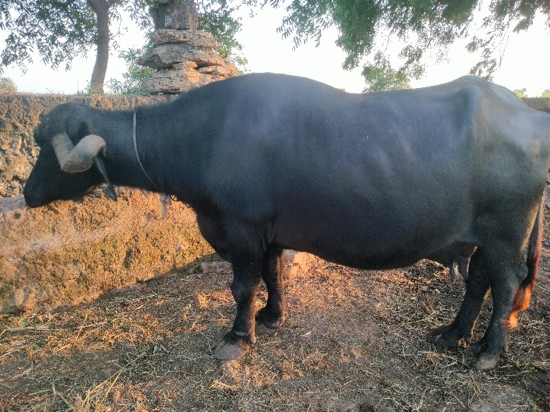 3 જુ  વેતર છે