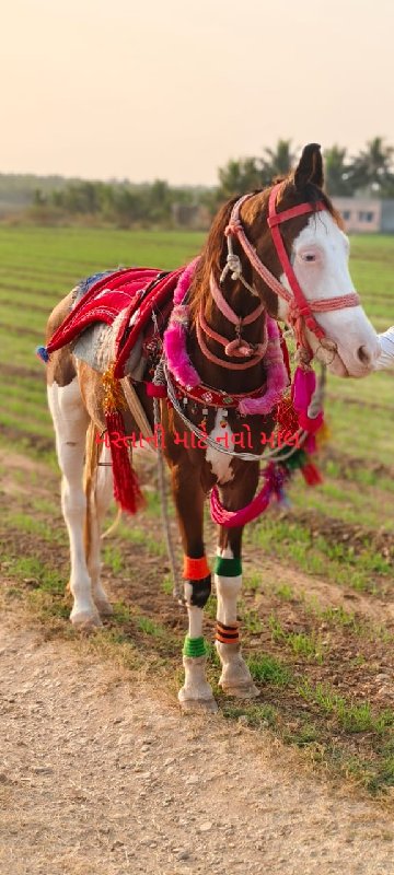 ઘોડી વેચવાની છે