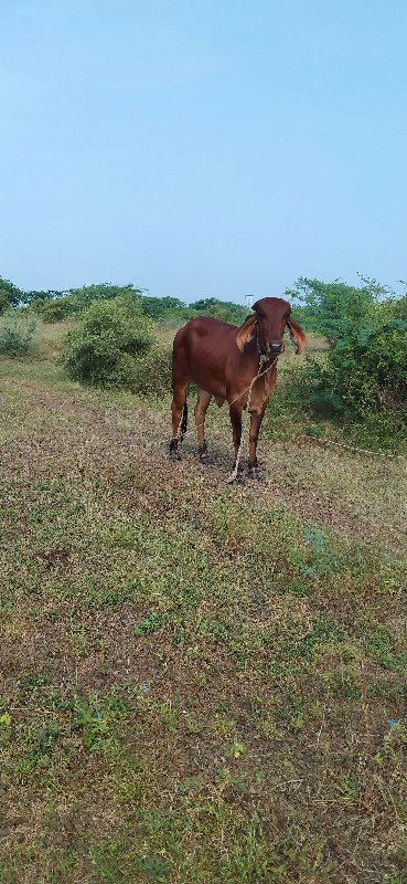 ગાય 
વાસરડી