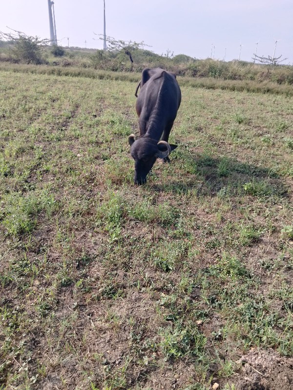 ગાય વેચવાની છે