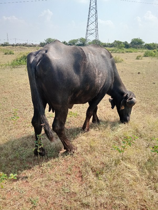 ભેંસ વેચવાની છે