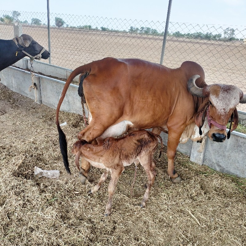 ગાય