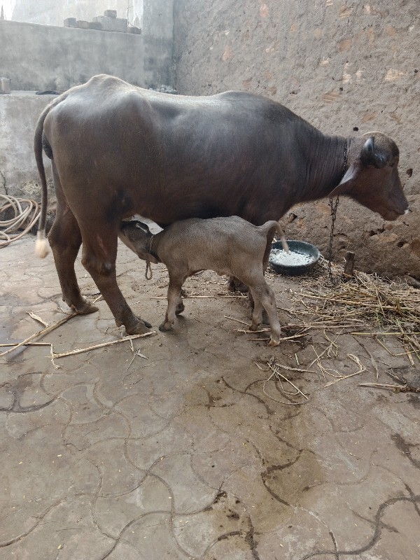 ભૂરી ખડેલી વેચવ...