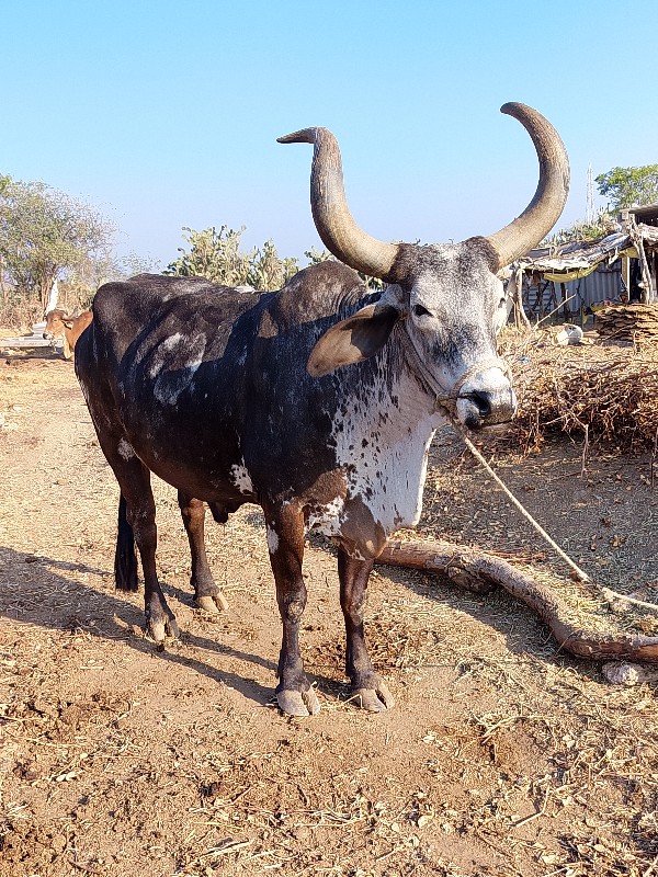 ભરત વેચવાનું છે