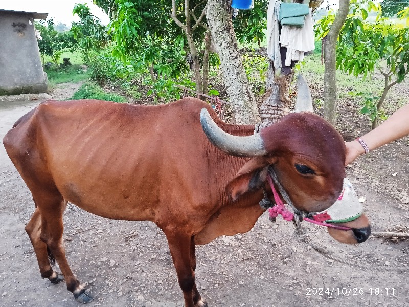 બળદ વેચવાના છે